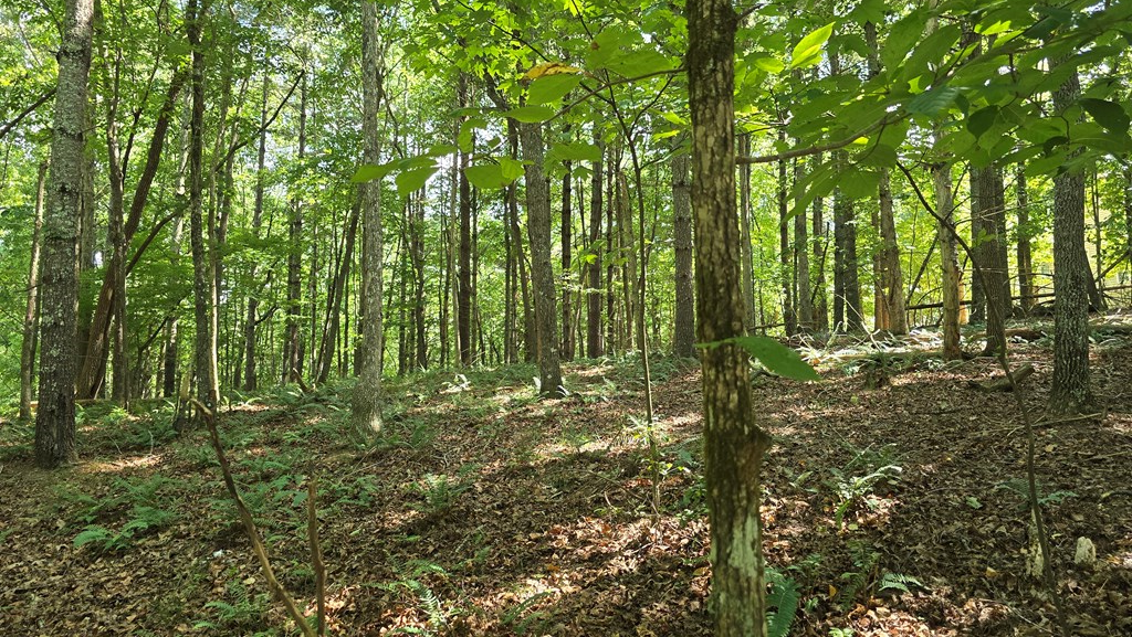 417496 Blairsville Land