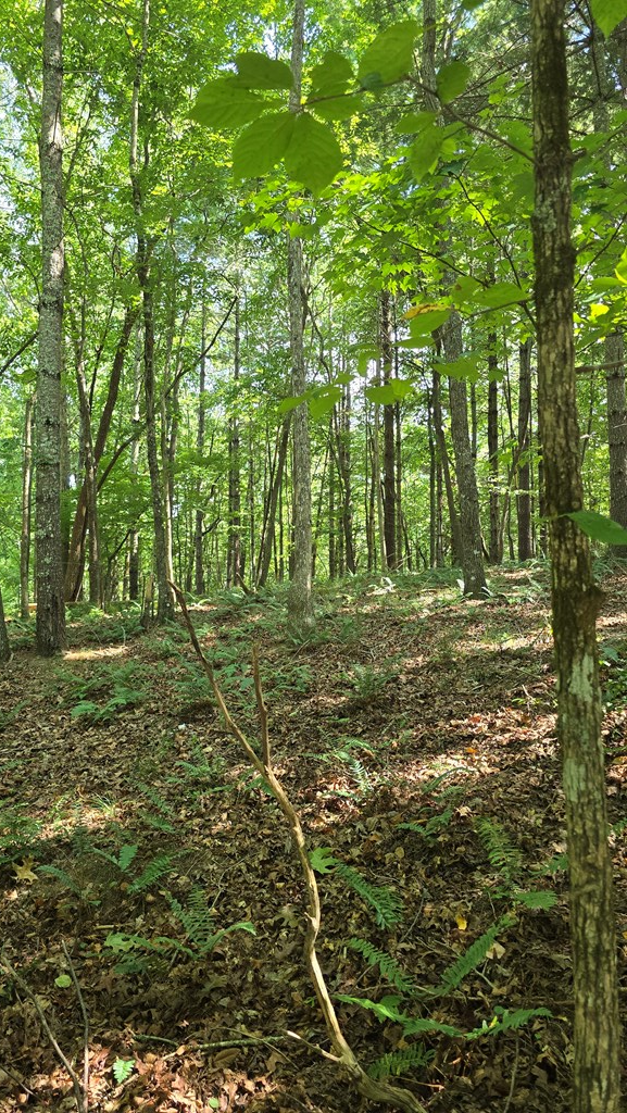 417496 Blairsville Land