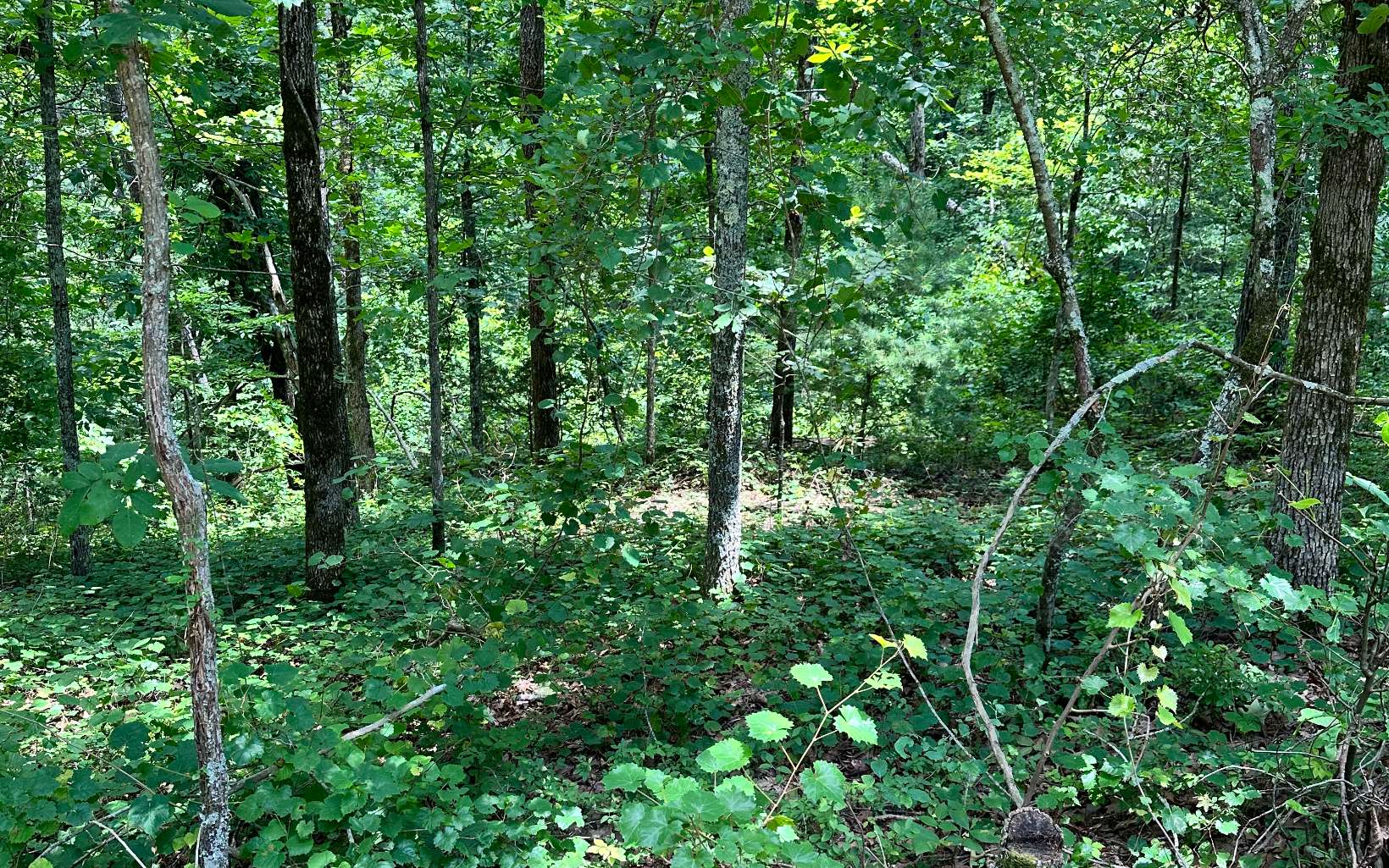 417514  Land