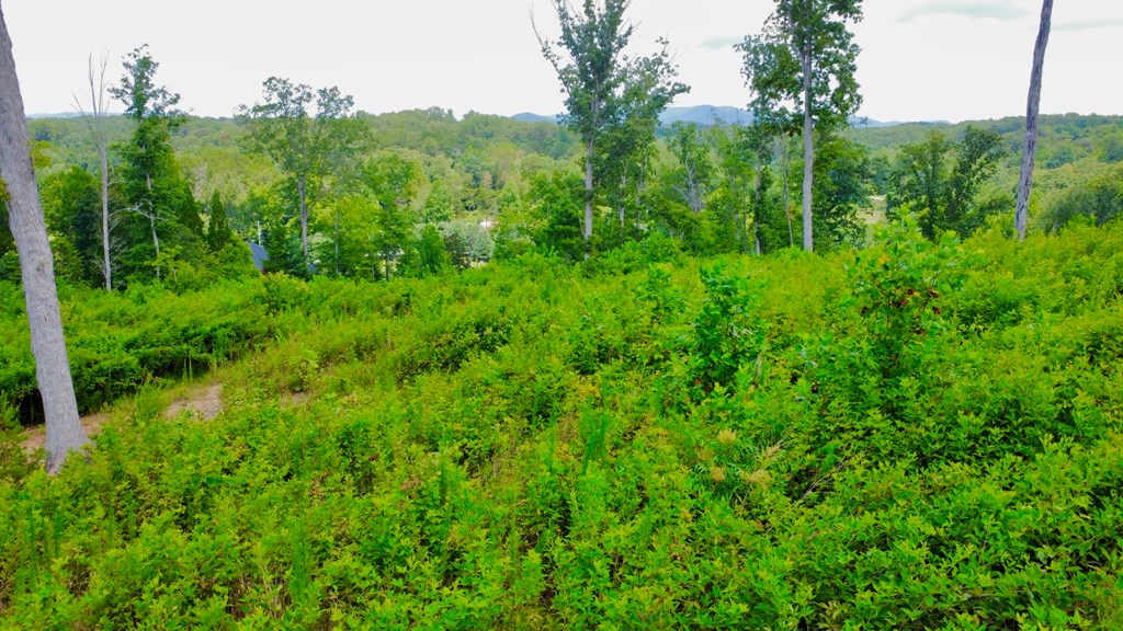 417539 Ellijay Land