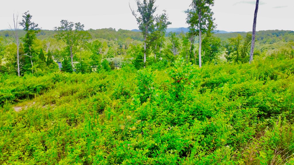 417539 Ellijay Land