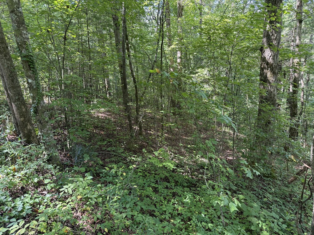 417565 Ellijay Land