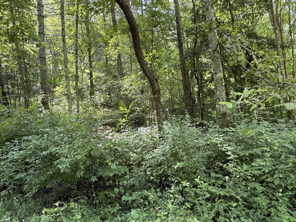 417565 Ellijay Land