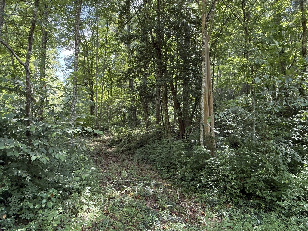 417565 Ellijay Land