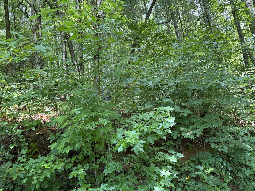 417566 Ellijay Land
