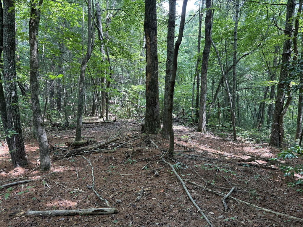 417566 Ellijay Land