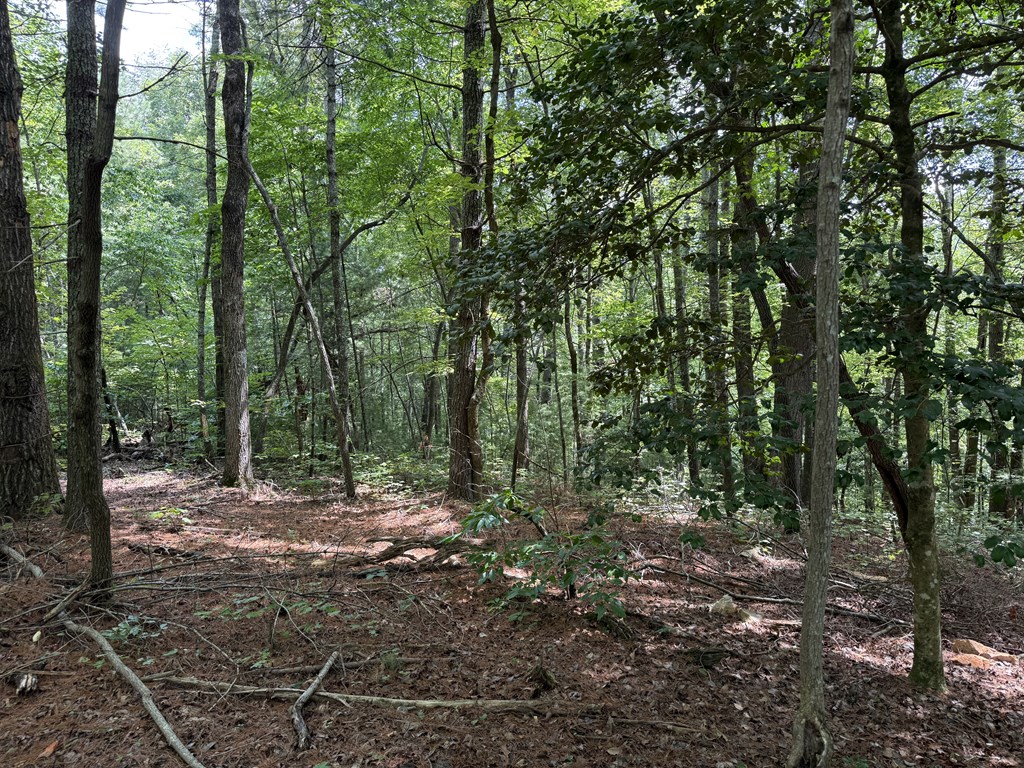 417566 Ellijay Land