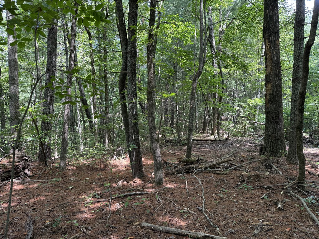 417566 Ellijay Land