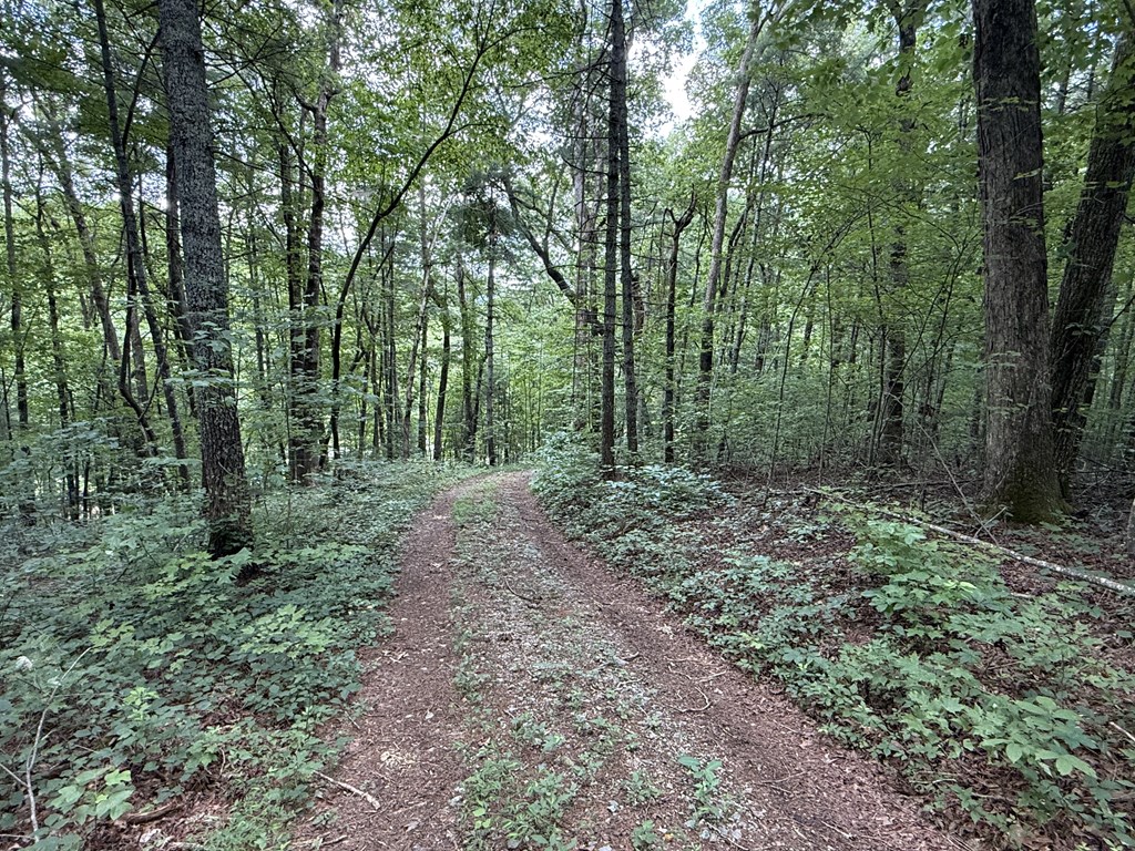 417566 Ellijay Land