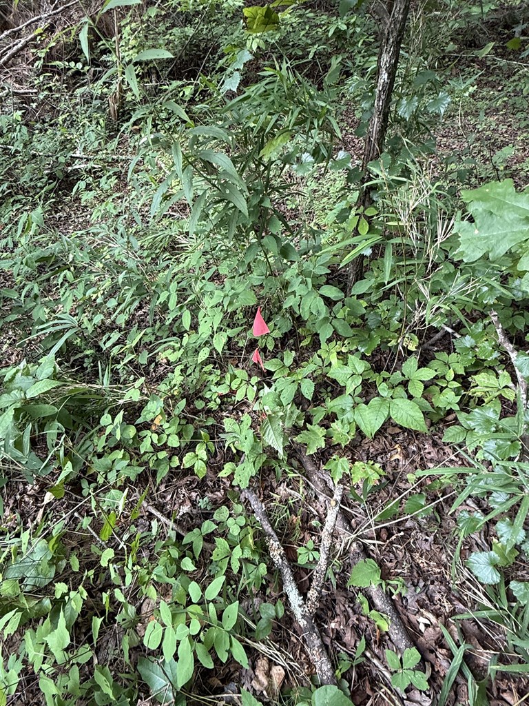 417566 Ellijay Land