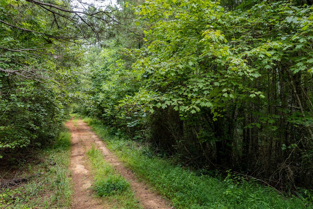 417575 Ellijay Land