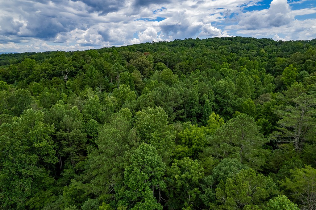 417575 Ellijay Land