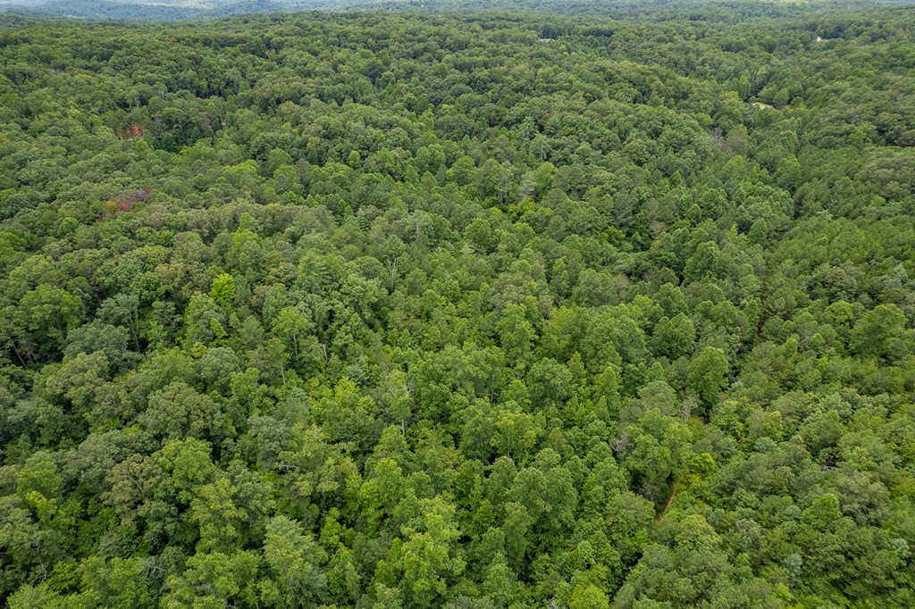 417575 Ellijay Land