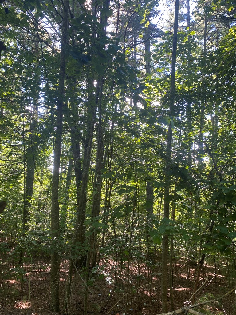 417577 Blairsville Land