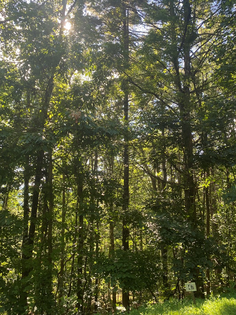 417578 Blairsville Land