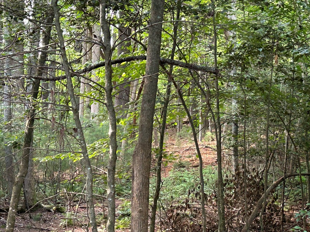 417600 Blairsville Land