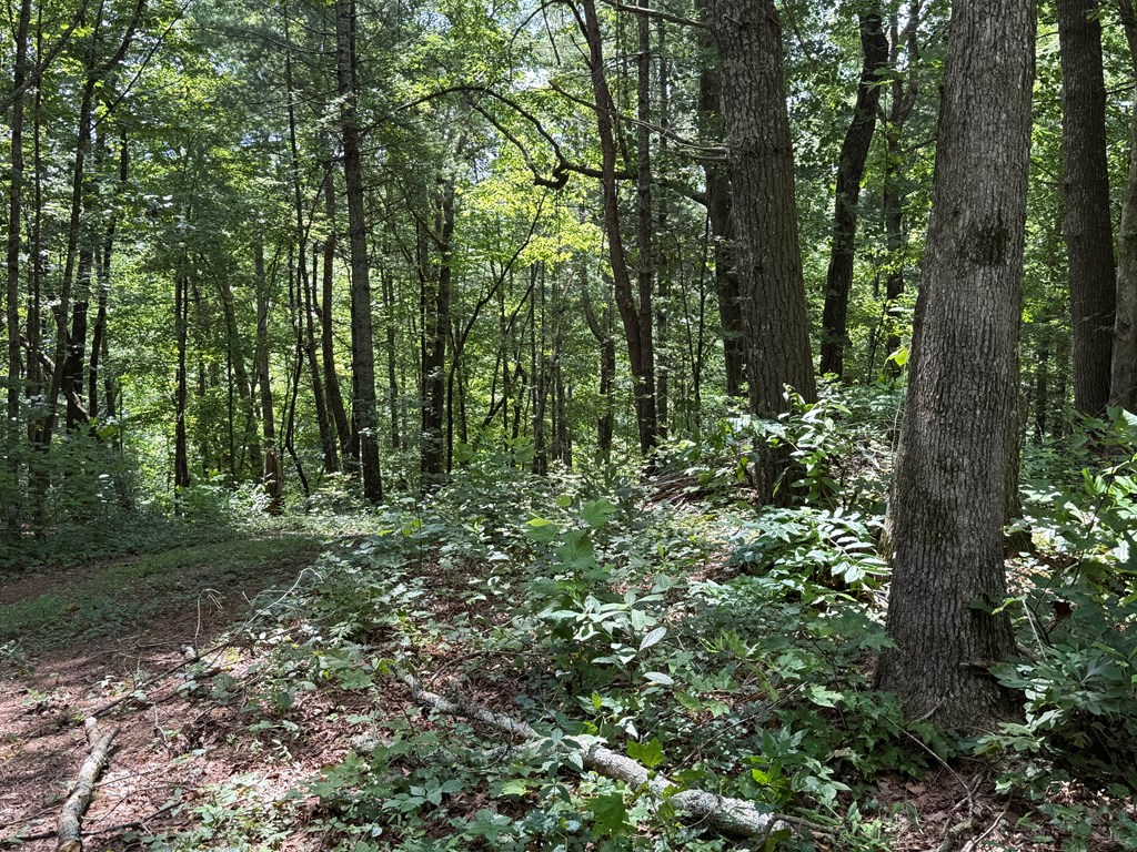 417623 Ellijay Land