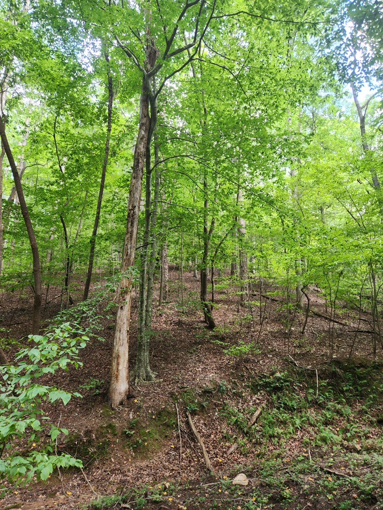 417634 Ellijay Land