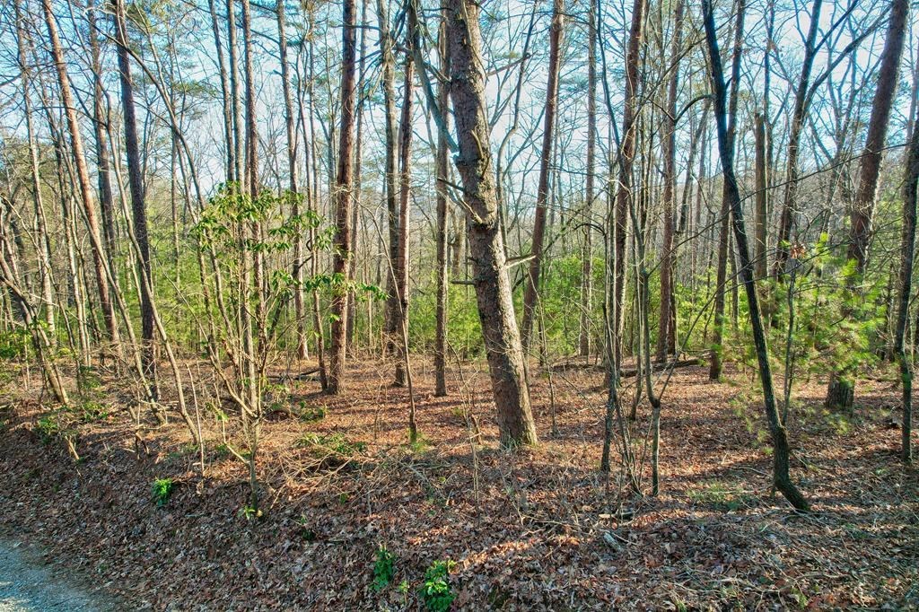 417680 Ellijay Land