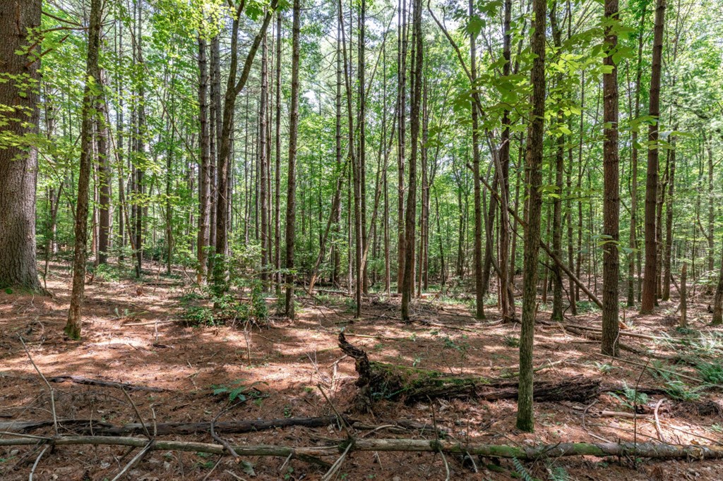 417688 Mineral Bluff Land
