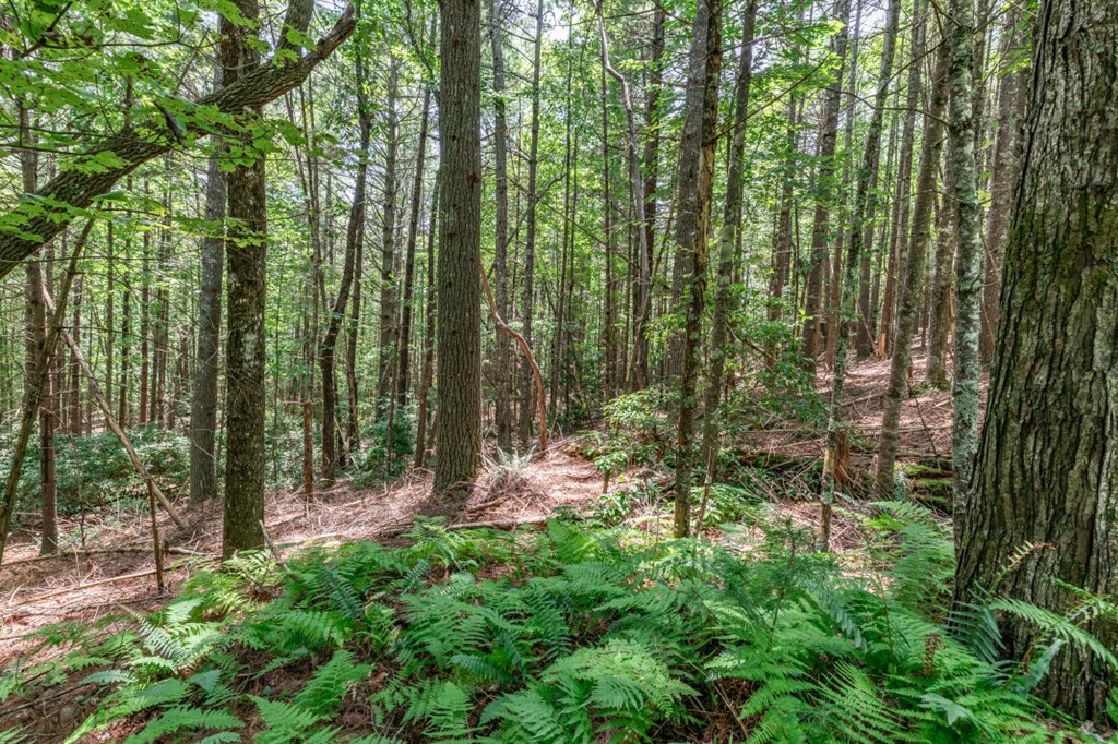 417688 Mineral Bluff Land