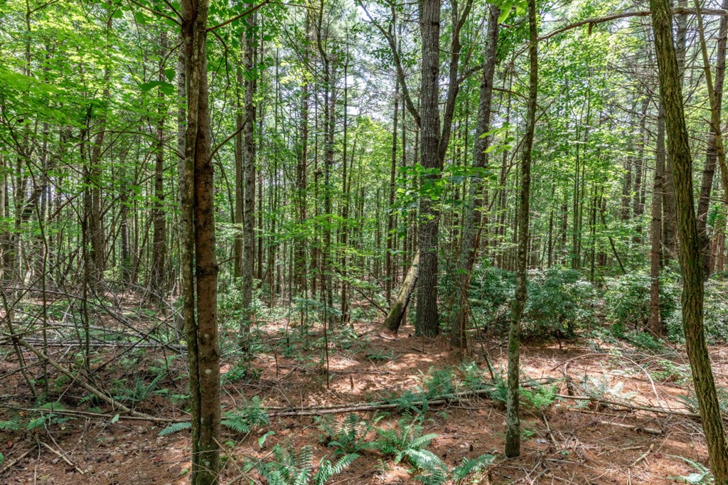 417688 Mineral Bluff Land