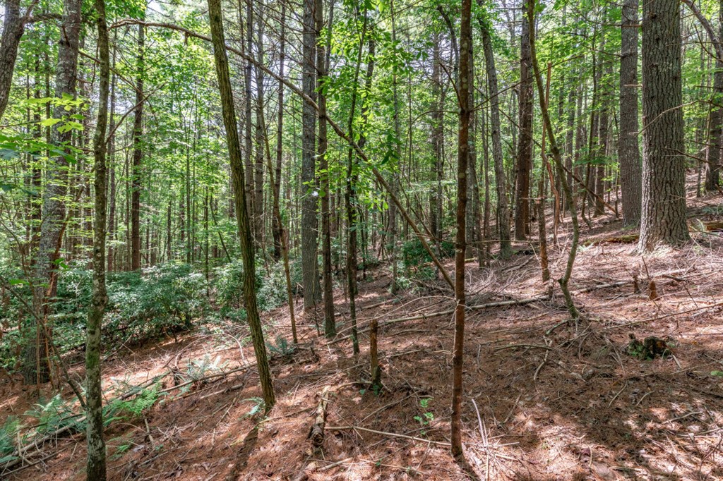 417688 Mineral Bluff Land