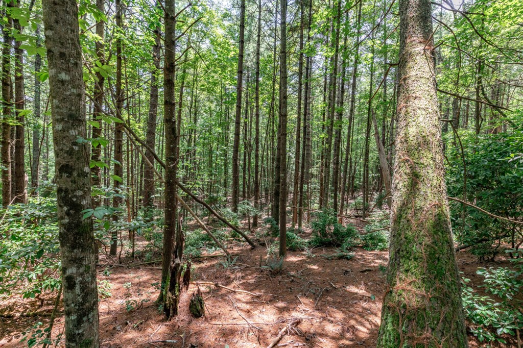 417688 Mineral Bluff Land