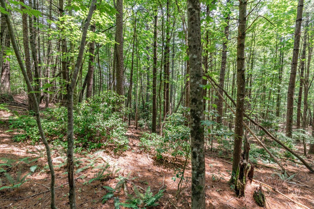 417688 Mineral Bluff Land