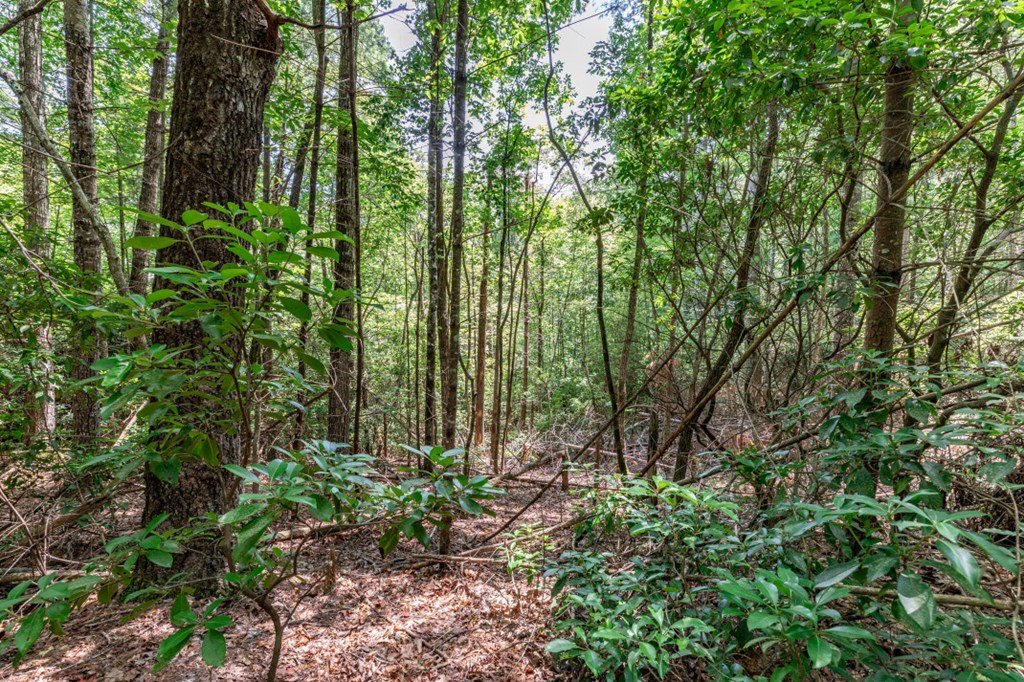 417689 Mineral Bluff Land
