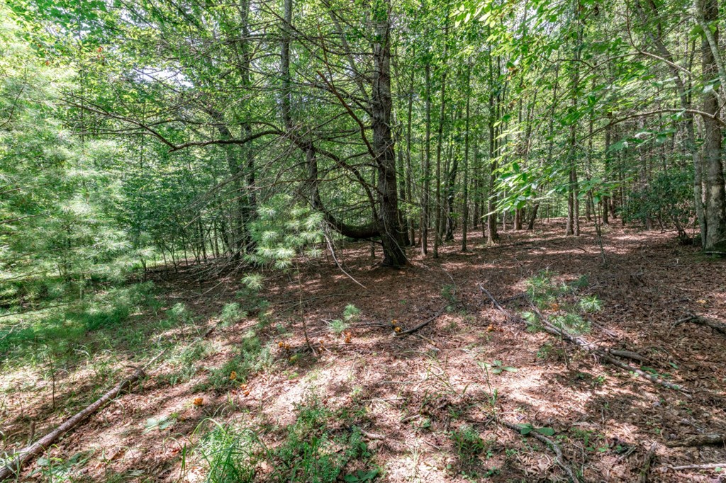 417690 Mineral Bluff Land