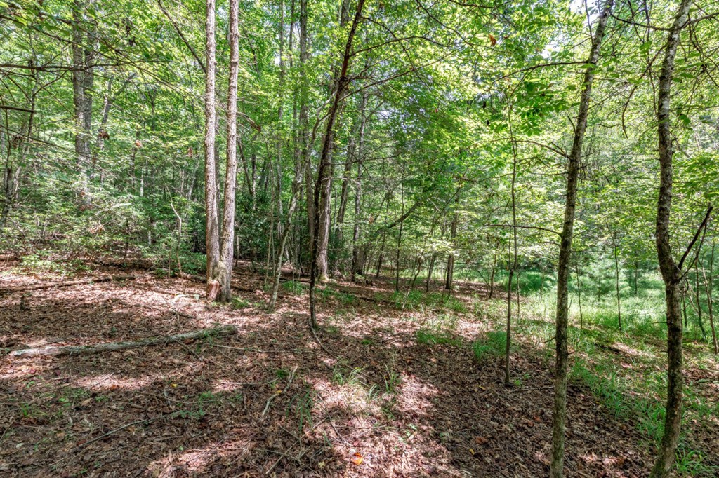 417690 Mineral Bluff Land