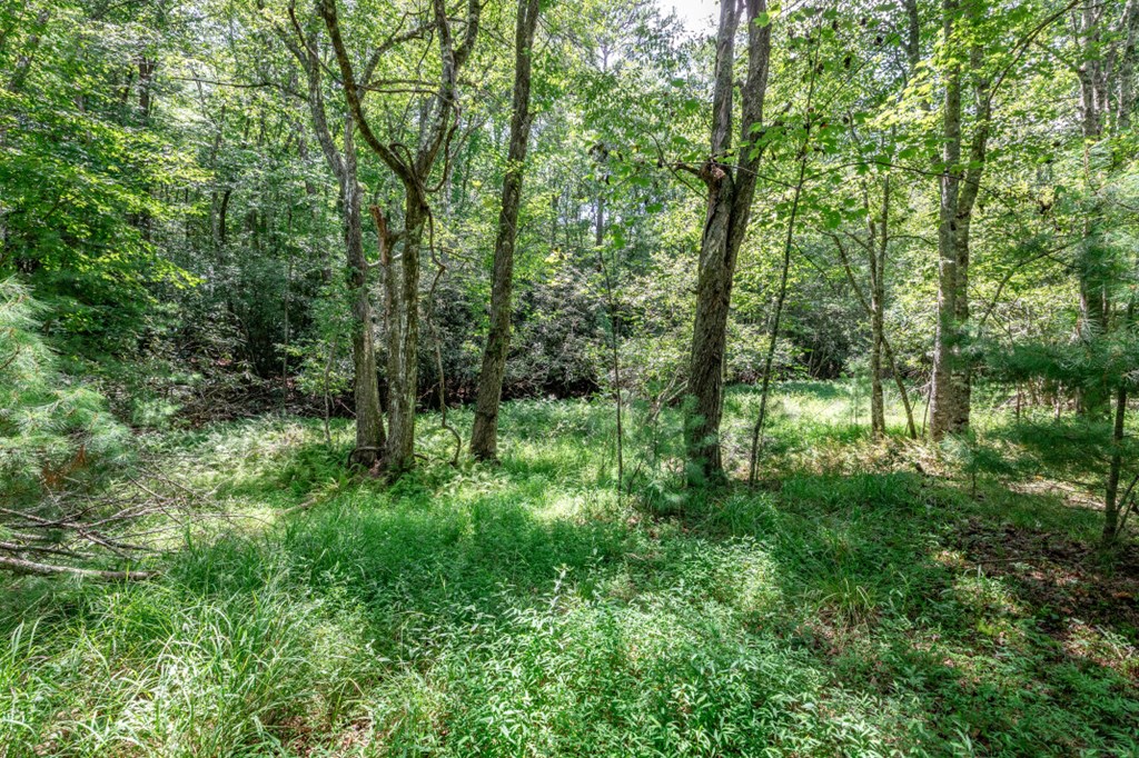 417690 Mineral Bluff Land