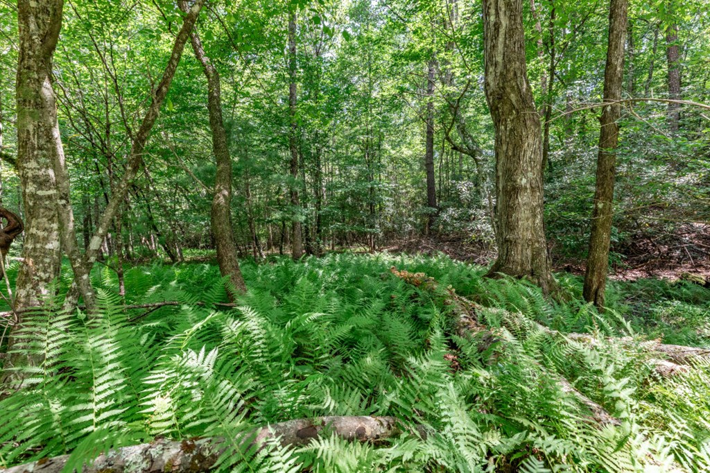 417690 Mineral Bluff Land