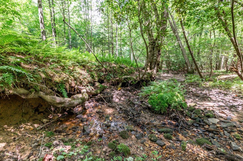 417690 Mineral Bluff Land
