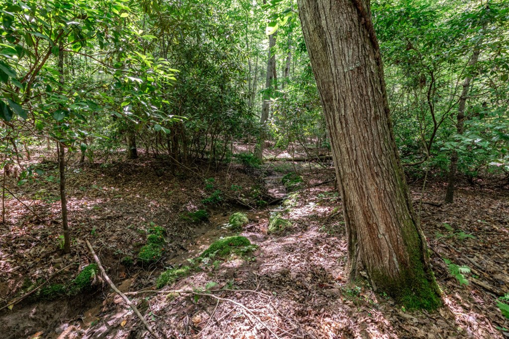 417693 Mineral Bluff Land