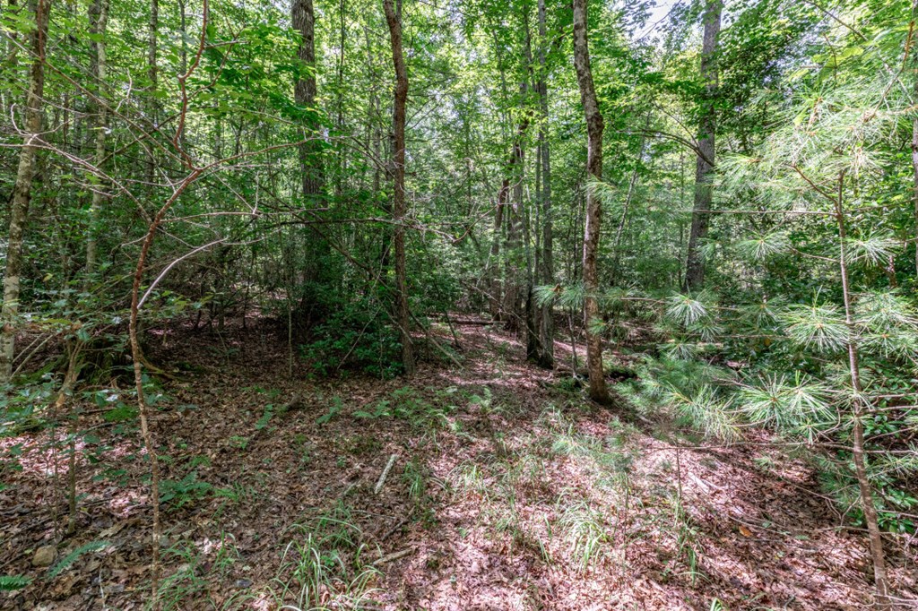 417693 Mineral Bluff Land