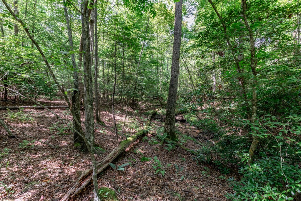 417693 Mineral Bluff Land