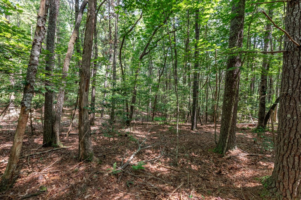 417695 Mineral Bluff Land
