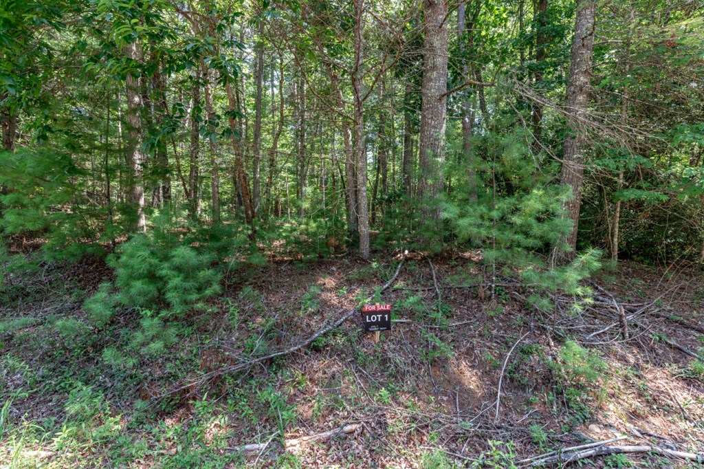417695 Mineral Bluff Land