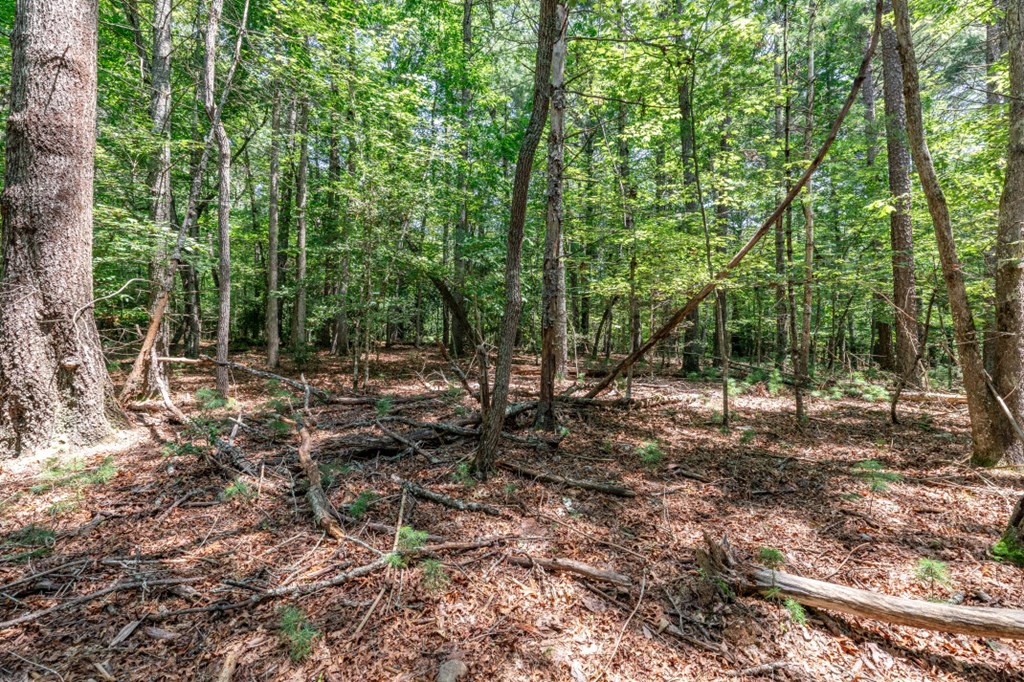 417695 Mineral Bluff Land