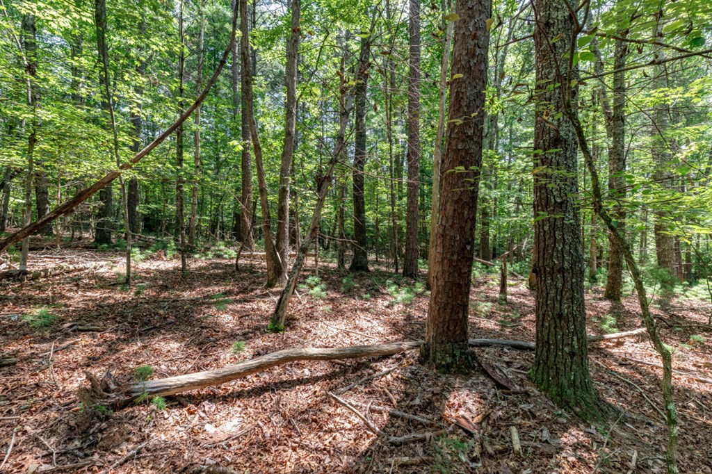 417695 Mineral Bluff Land