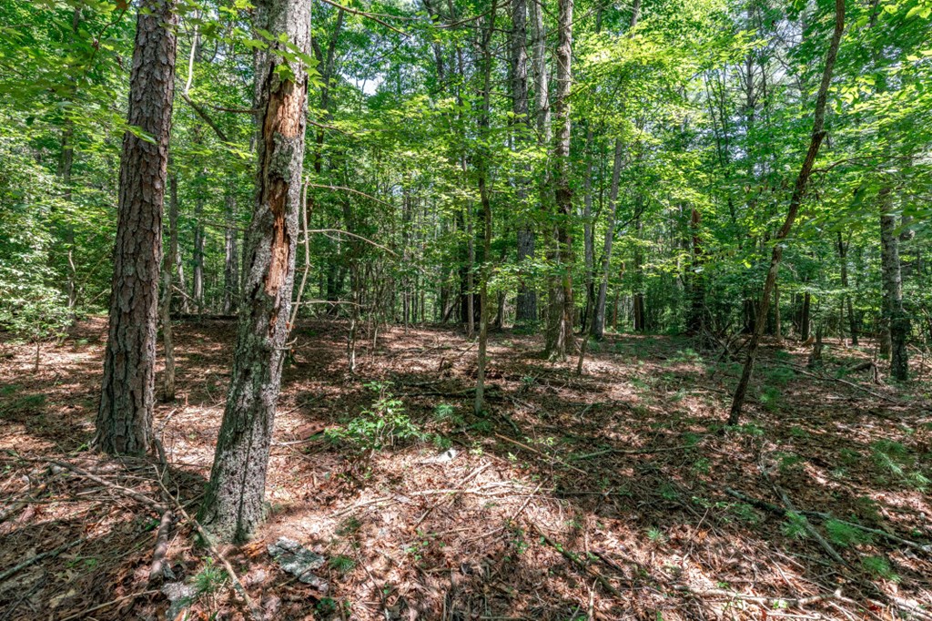 417695 Mineral Bluff Land