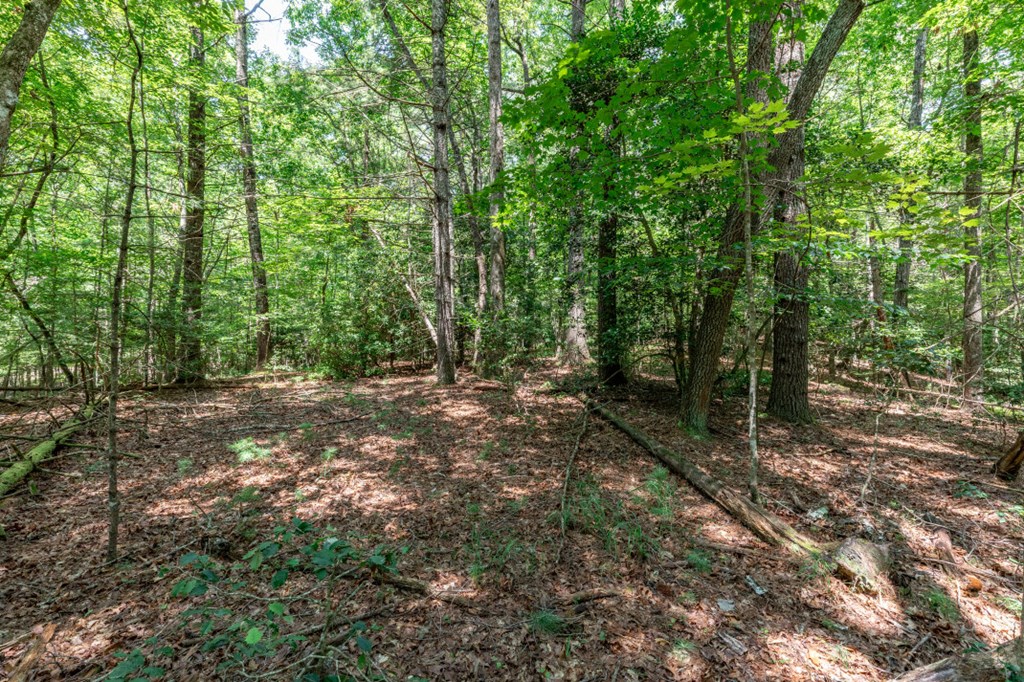 417695 Mineral Bluff Land