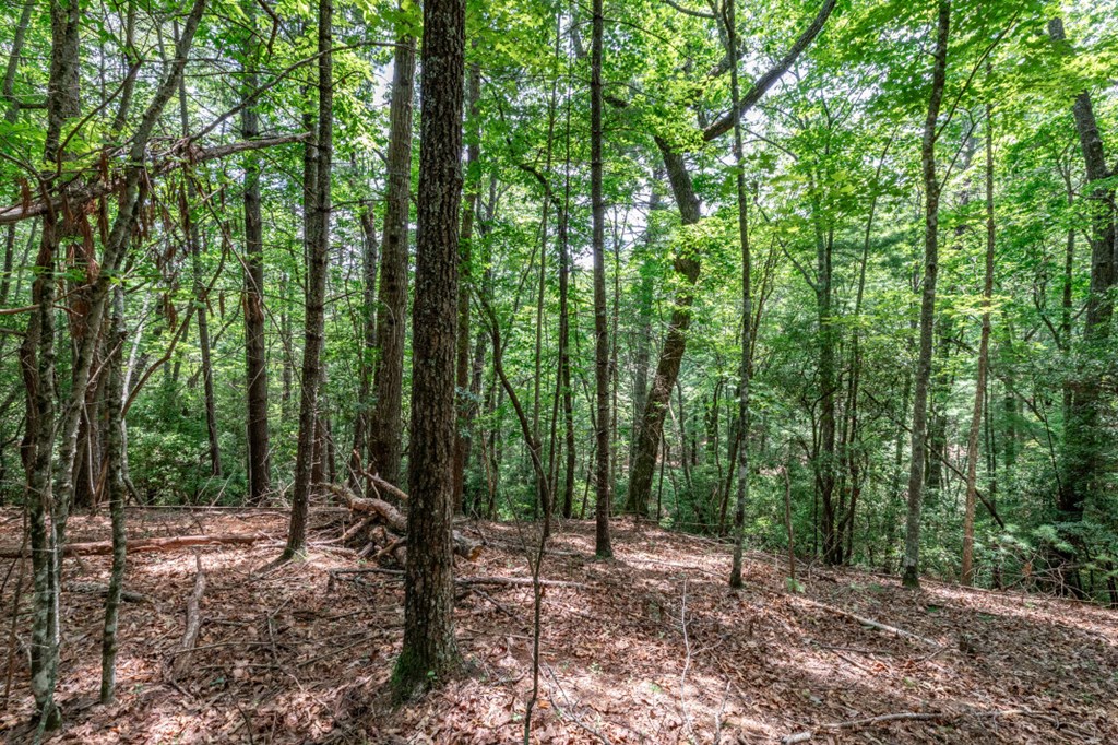 417697 Mineral Bluff Land