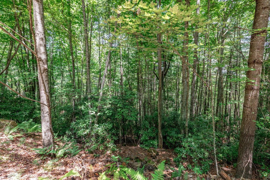 417697 Mineral Bluff Land