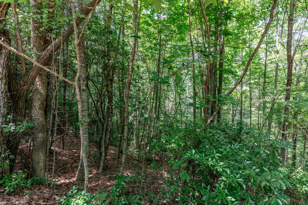 417697 Mineral Bluff Land