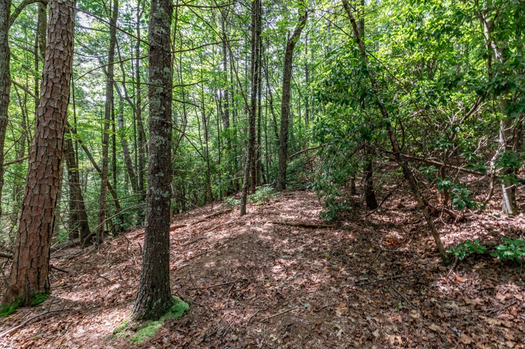 417697 Mineral Bluff Land