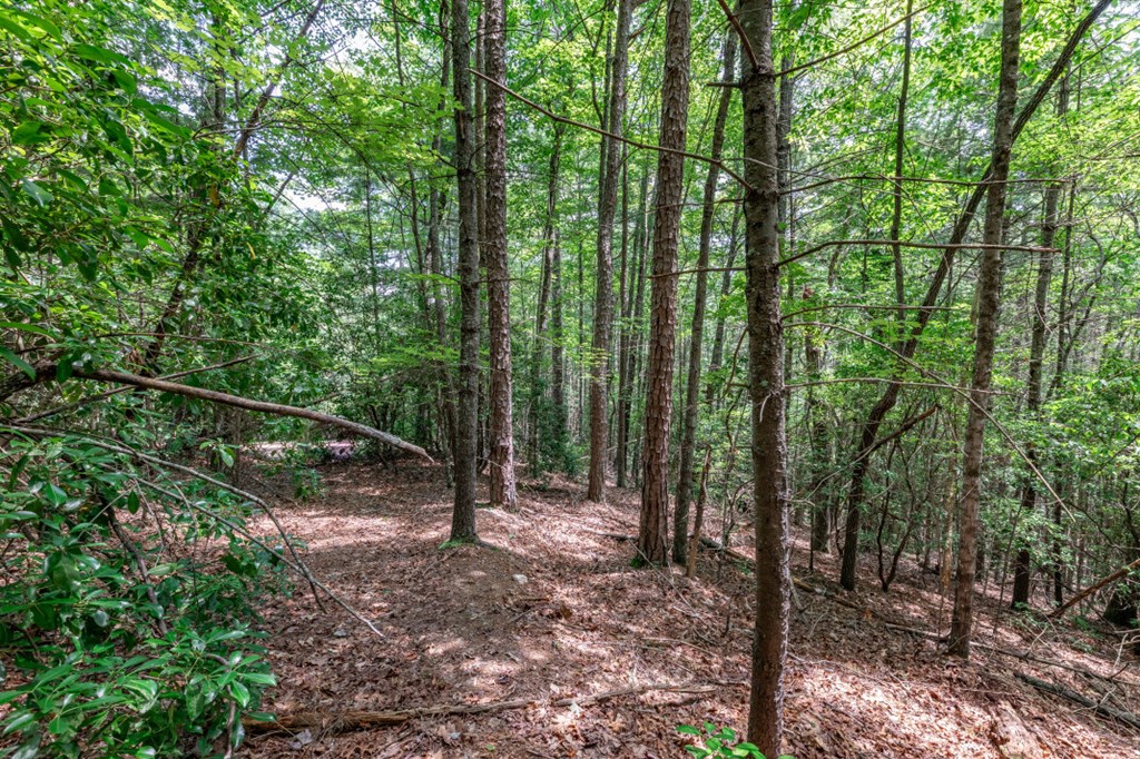 417697 Mineral Bluff Land