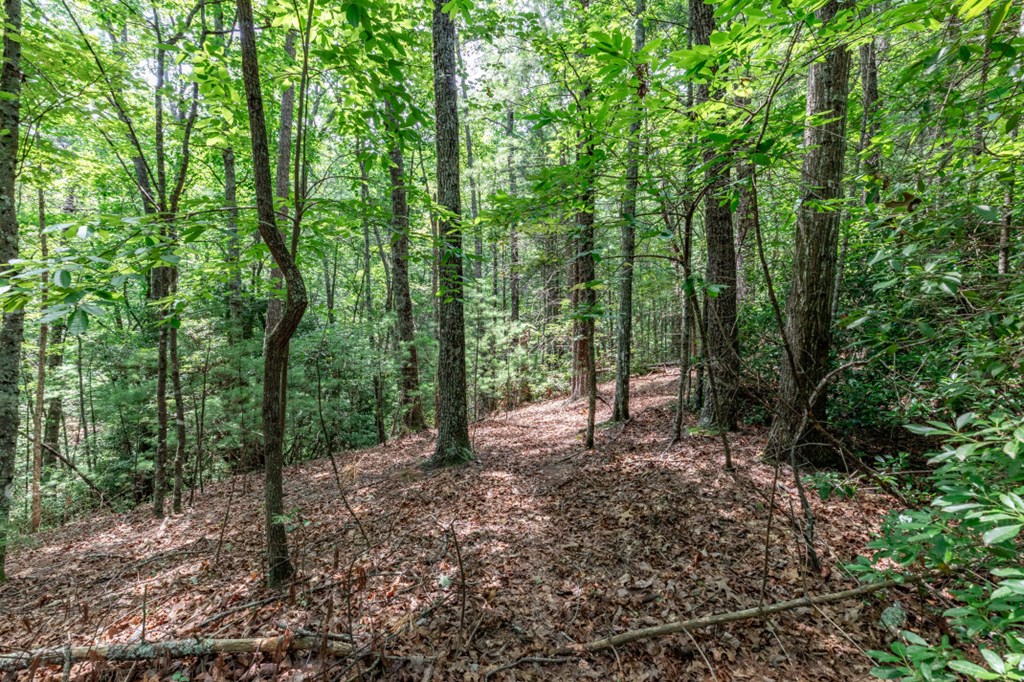 417697 Mineral Bluff Land